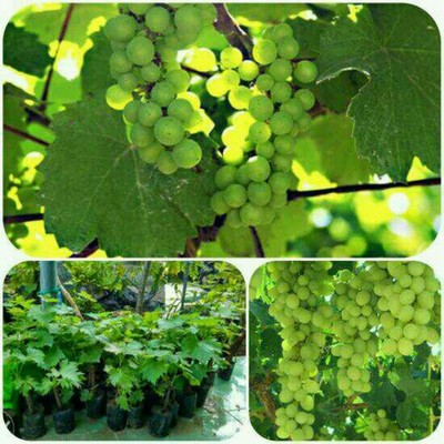 COD Bibit Tanaman Buah Anggur Isabella/Anggur Rambat TERMURAH
