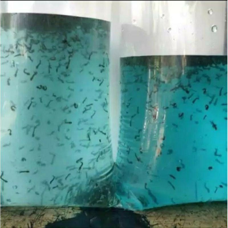 Ncuk jentik nyamuk pakan ikan cupang ncu pakan ikan