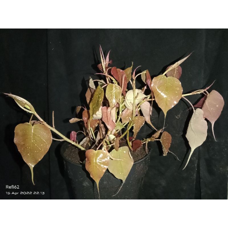 ficus bodhi pupus merah atau ficus religiosa red
