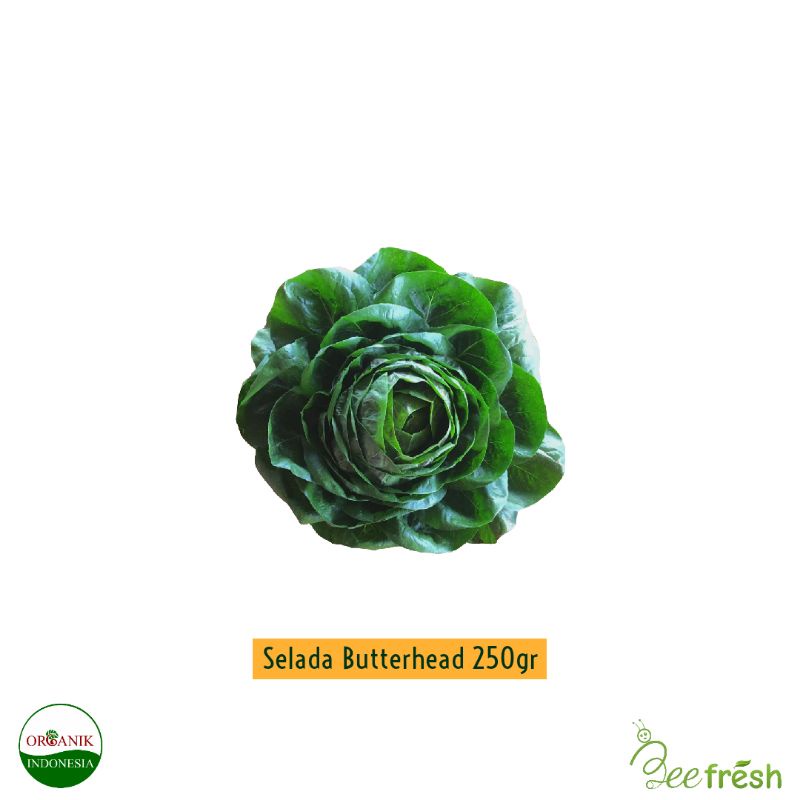 

Selada Butterhead Organik
