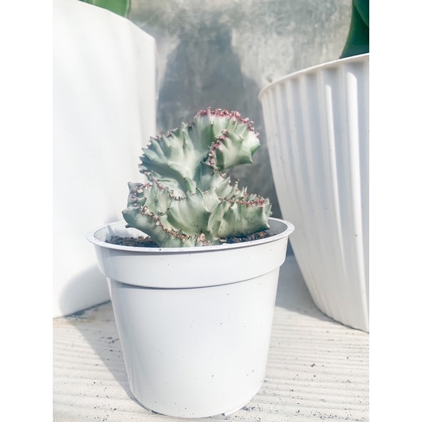 sukulen kaktus Euphorbia lactea cristata silver