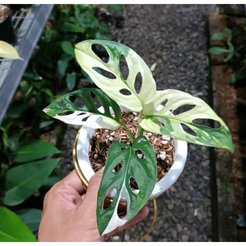 janda bolong varigata jepang