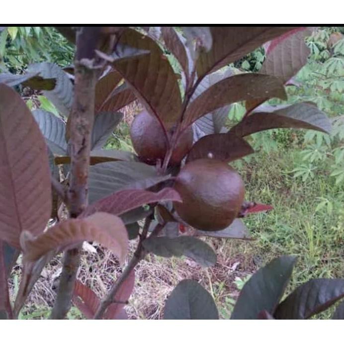 Bibit Tanaman Jambu Biji Merah Ungu Australi