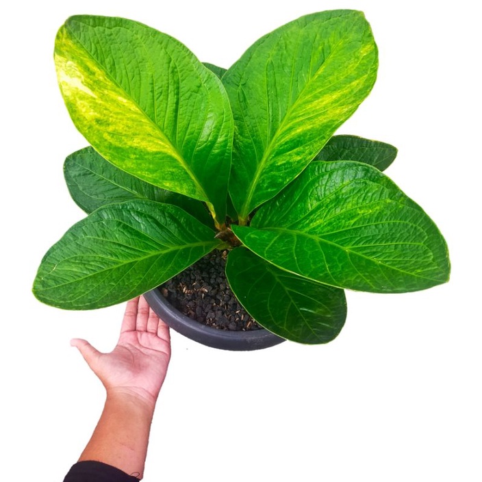 anthurium jemani mangkok varigata/jemani mangkok/jemani mangkok varigata/jemani varigata/anthurium m