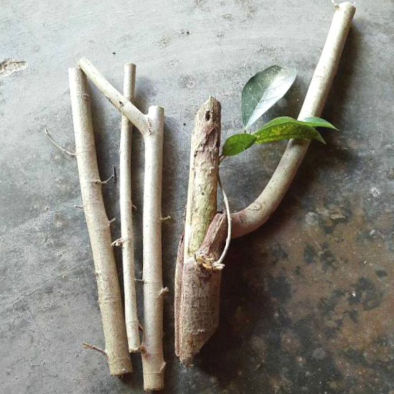 Bahan bonsai stek ficus Ampelas putih fresh cutting ukuran S
