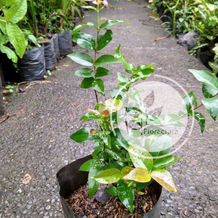 Bibit Dewandaru Pohon Dewandaru Buah Dewandaru Herbal Langka