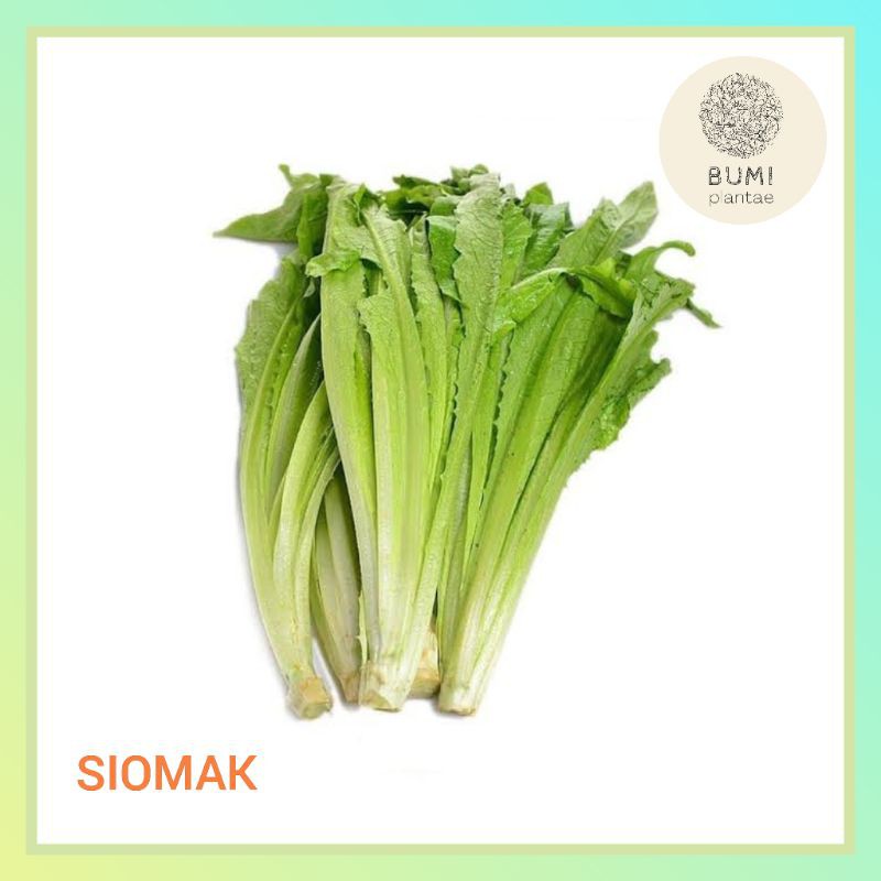 

Siomak / Selada Wangi 150 gram - Sayur Segar