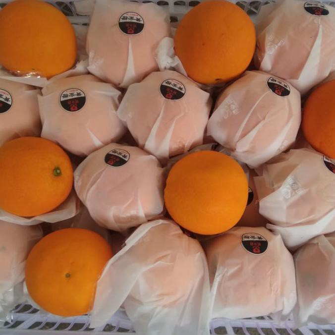 

SAYUR & BUAH BUAH JERUK SUNKIST NAVEL ORANGES FRESH MAKANAN & MINUMAN