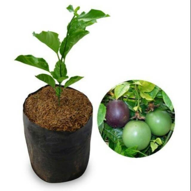 Bibit buah markisa mini manis