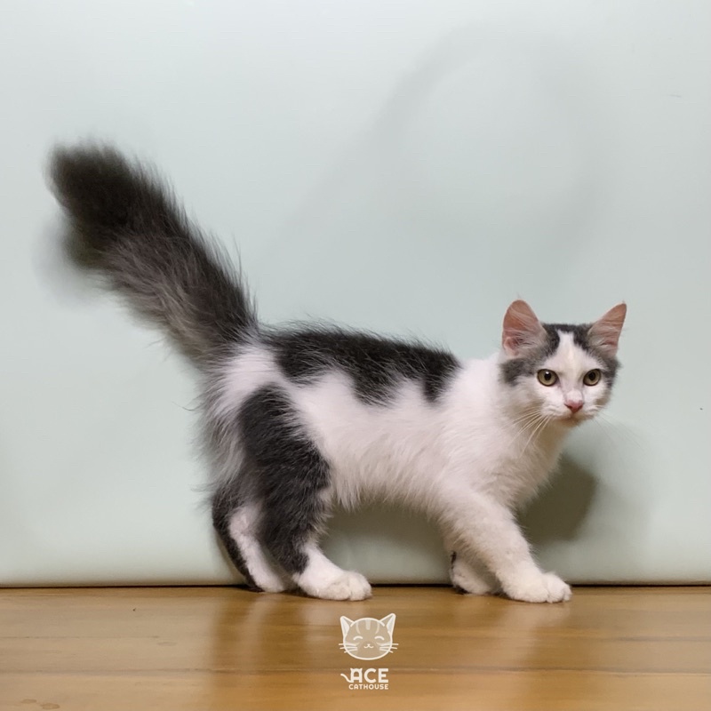 Adopsi Kucing Munchkin NS 5 Bulan Jantan Jakarta