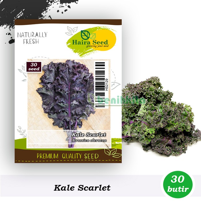 Benih-Bibit Kale Keriting Merah Scarlet (Haira Seed)