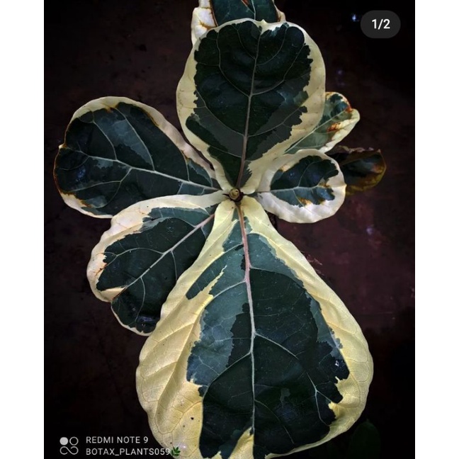 umbi Bigg homalomena var mewah bergaransi resmi barang bagus dan terlaris 10pcs