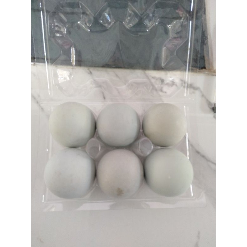 

TELOR ASIN (BEBEK)