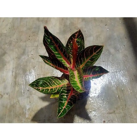 Aglaonema Pride Of Sumatra