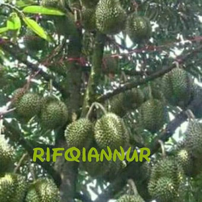 Cod Bibit Durian Montong Hijau Bkk