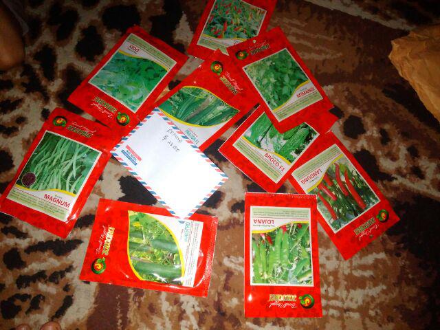 Benih Oyong Pagoda F1 Jawara