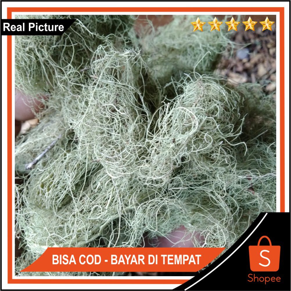 

Bisa COD Kayu Angin 500gr Asli Dan Murni - Surabaya