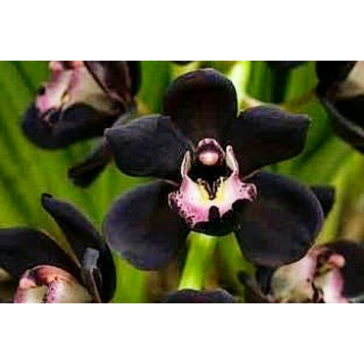 Bibit Benih Biji Bunga Anggrek Hitam - Biji Pohon Bunga Anggrek Hitam - Bunga Anggrek Hitam - COD