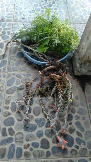 Bibit Toga Tempuyang