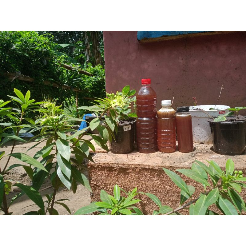 

madu atau bibit klanceng