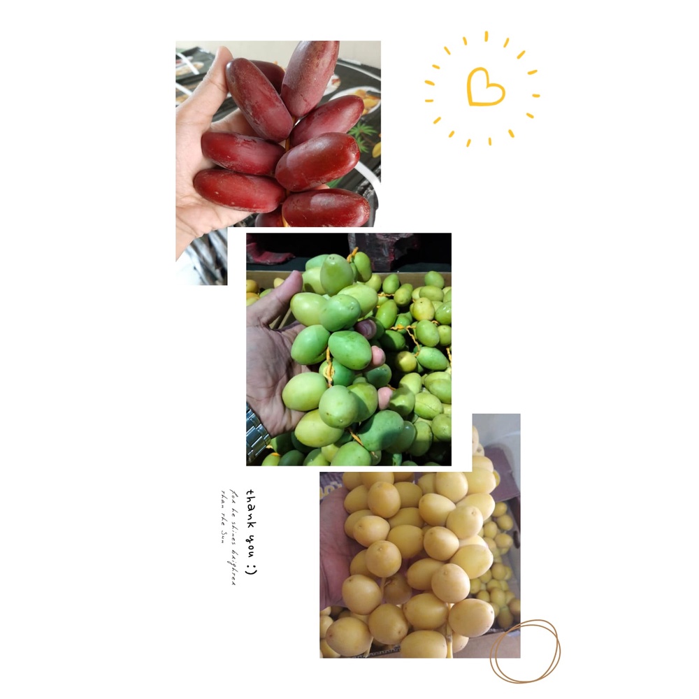 

Kurma Muda Mix 3 Warna Promil 250 gr + Zuriat