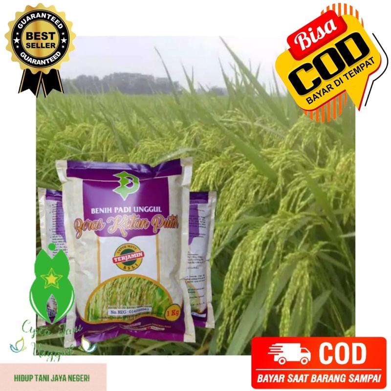 Padi Ketan Putih / Ketan Grendel Super