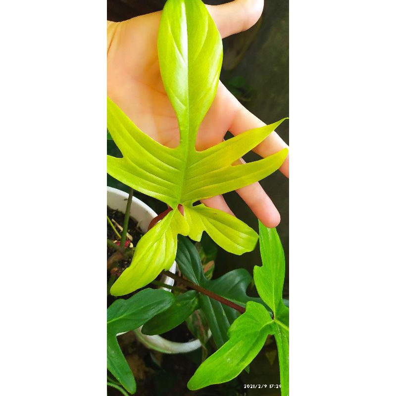 Philodendron Florida Ghost Philodendron Merpati