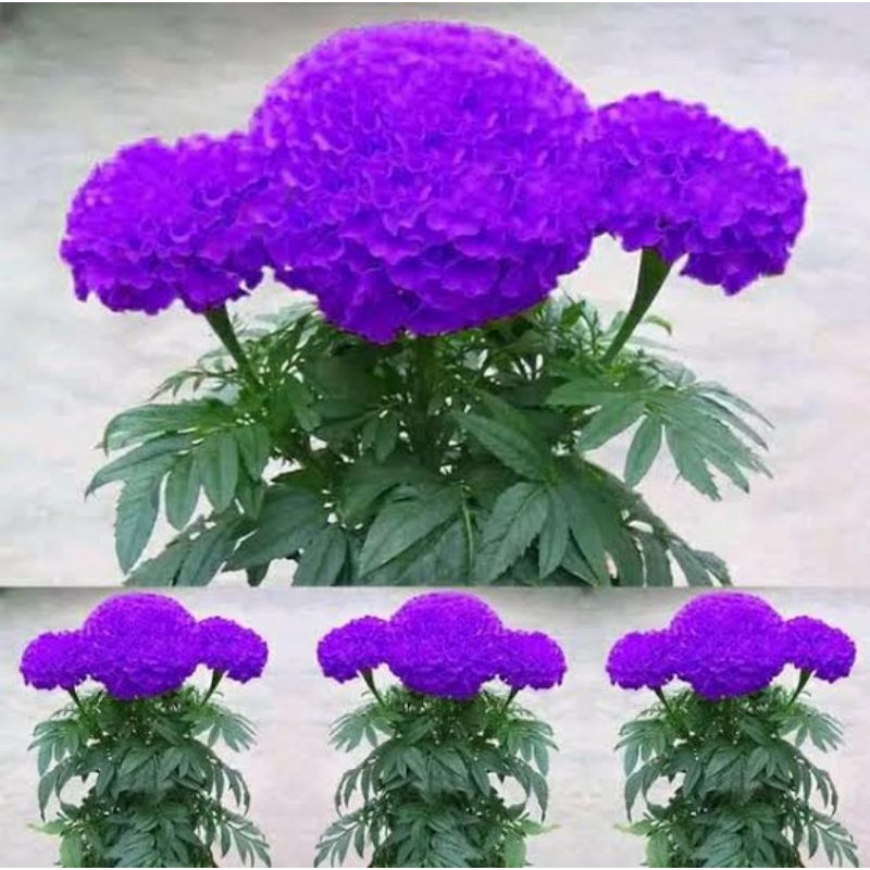 tanaman hias marigold bunga ungu