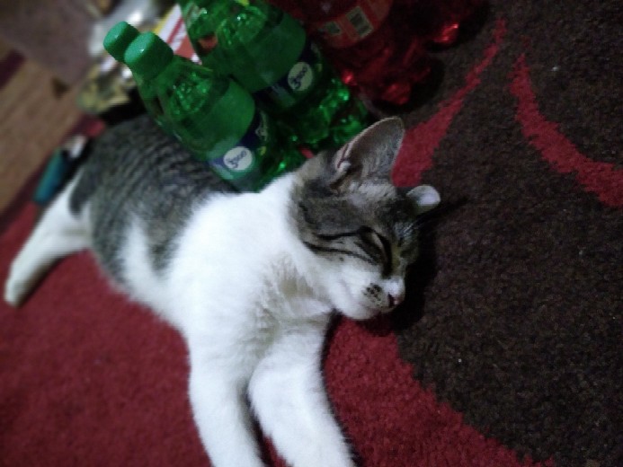 Co118/ Jbco118p Dusty Pink