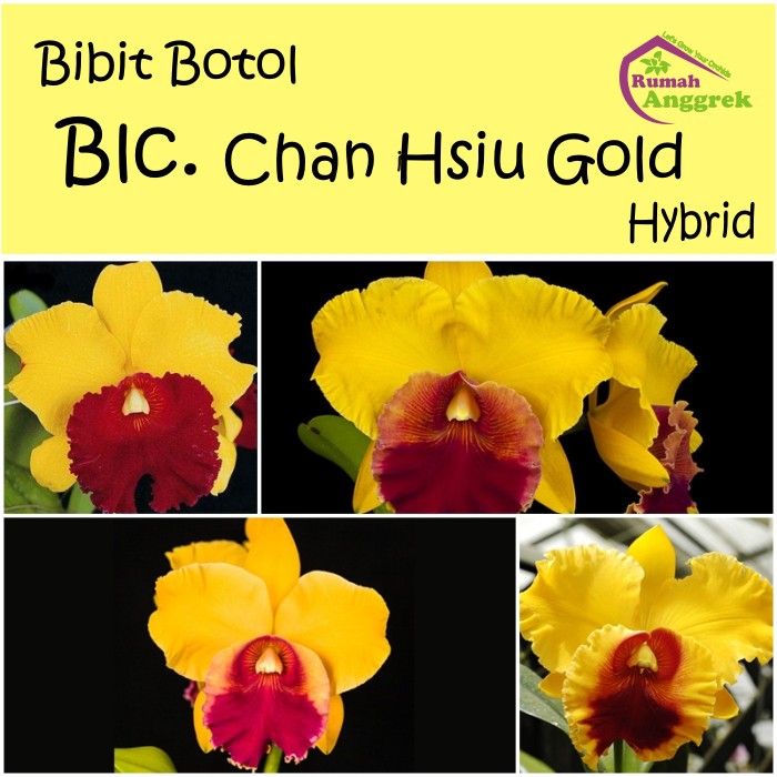 Bibit Botol Blc Chan Hsiu Gold Rlc anggrek chunyeah hibrid cattleya rhyncolaelia kuning merah