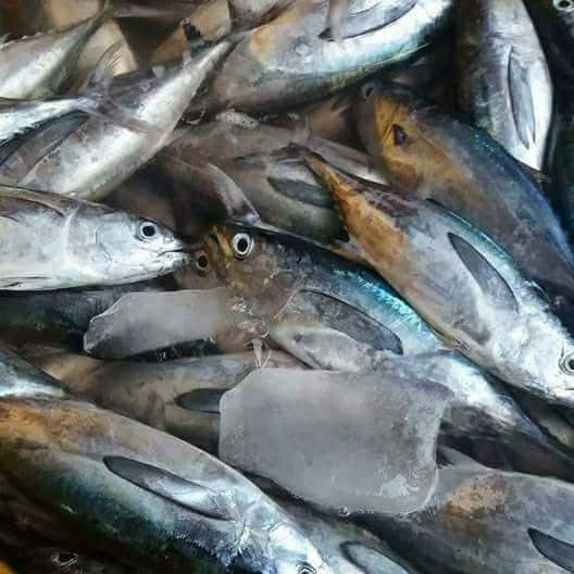 

Ikan tuna baby 1kg