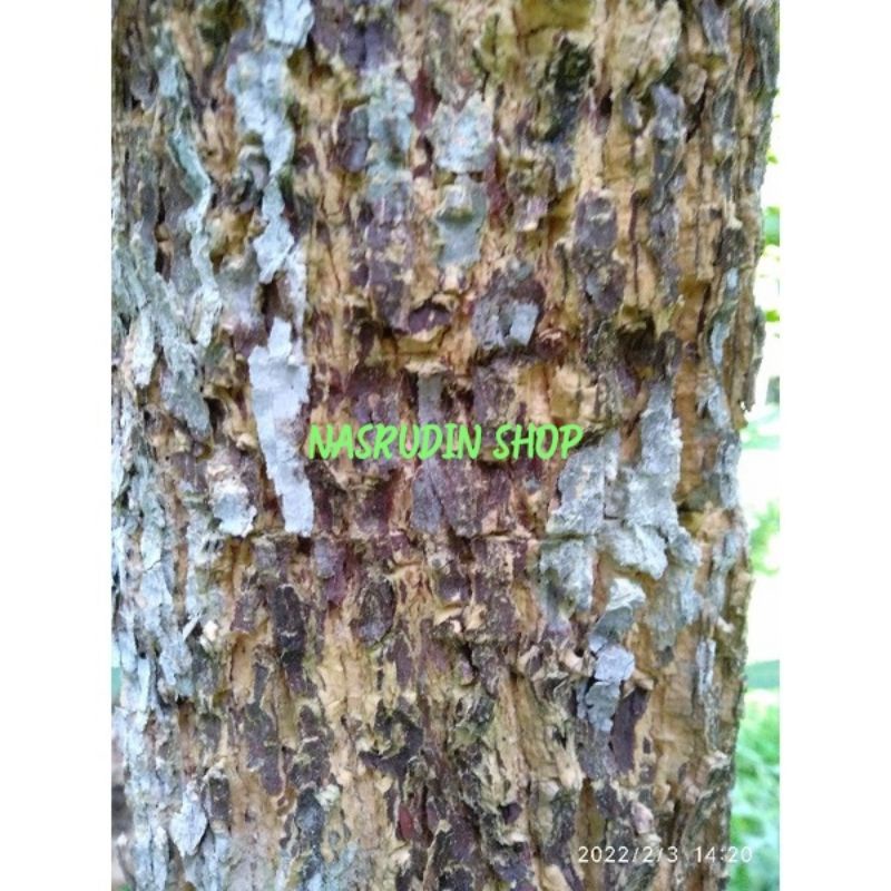 

[Fresh] KULIT KAYU LAME SEGAR / KULIT KAYU PULE / KULIT POHON KAYU PULE LAME