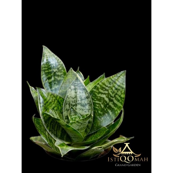 Sansiviera kodok/ lidah mertua kodok/ sansiviera mini/ sansiviera