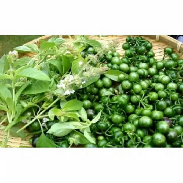 

❤ SEMBAKO MURAH ❤ Leunca hijau / pokak / terung pipit Sayur