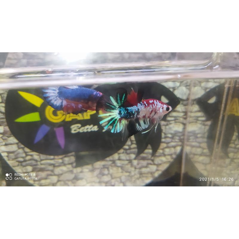 cupang jantan hmpk koi galaxy kombinasi startail