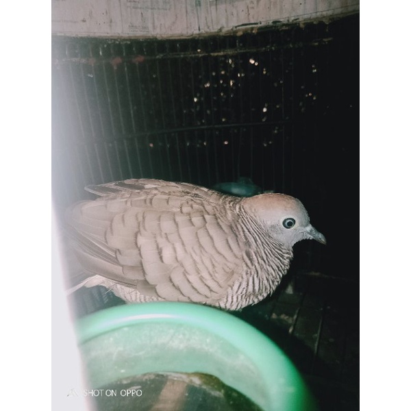 Image of Burung perkutut lokal katuranggan Rondo semoyo manggung gacor suara besar #1