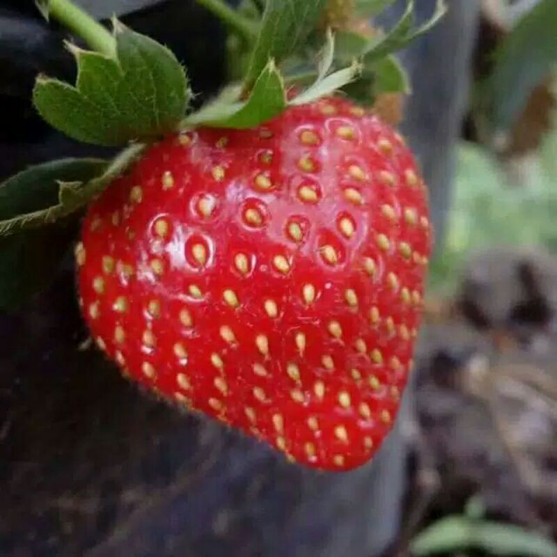 

strobery(1 kilo)