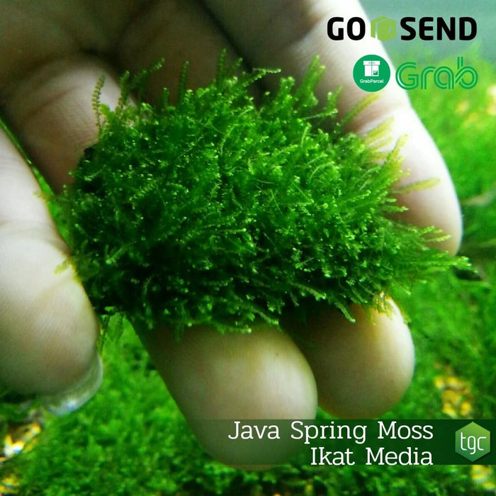 Java Spring Moss / Mini Weeping Moss Ikat Media