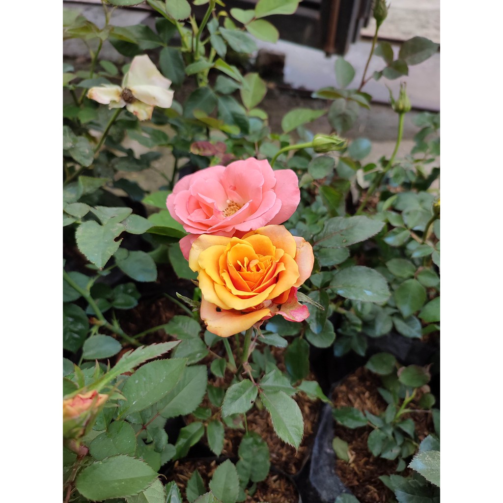 Bunga Mawar Asli Cantik Bunga Murah Sudah Berakar Bunga Mawar Holland Bibit Bunga Mawar Hidup
