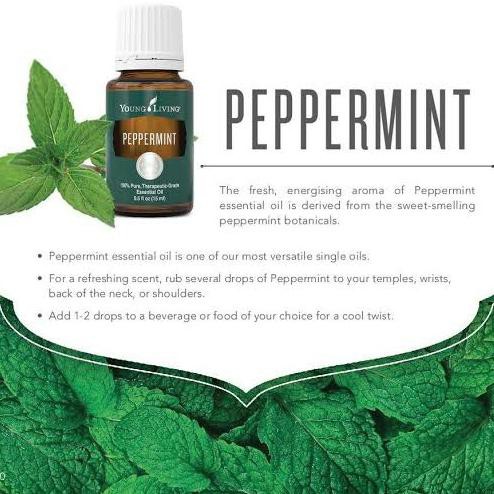 Peppermint Essential Oil Young Yl Living Yleo 15 Ml Ori Sealed Tokonatun13331