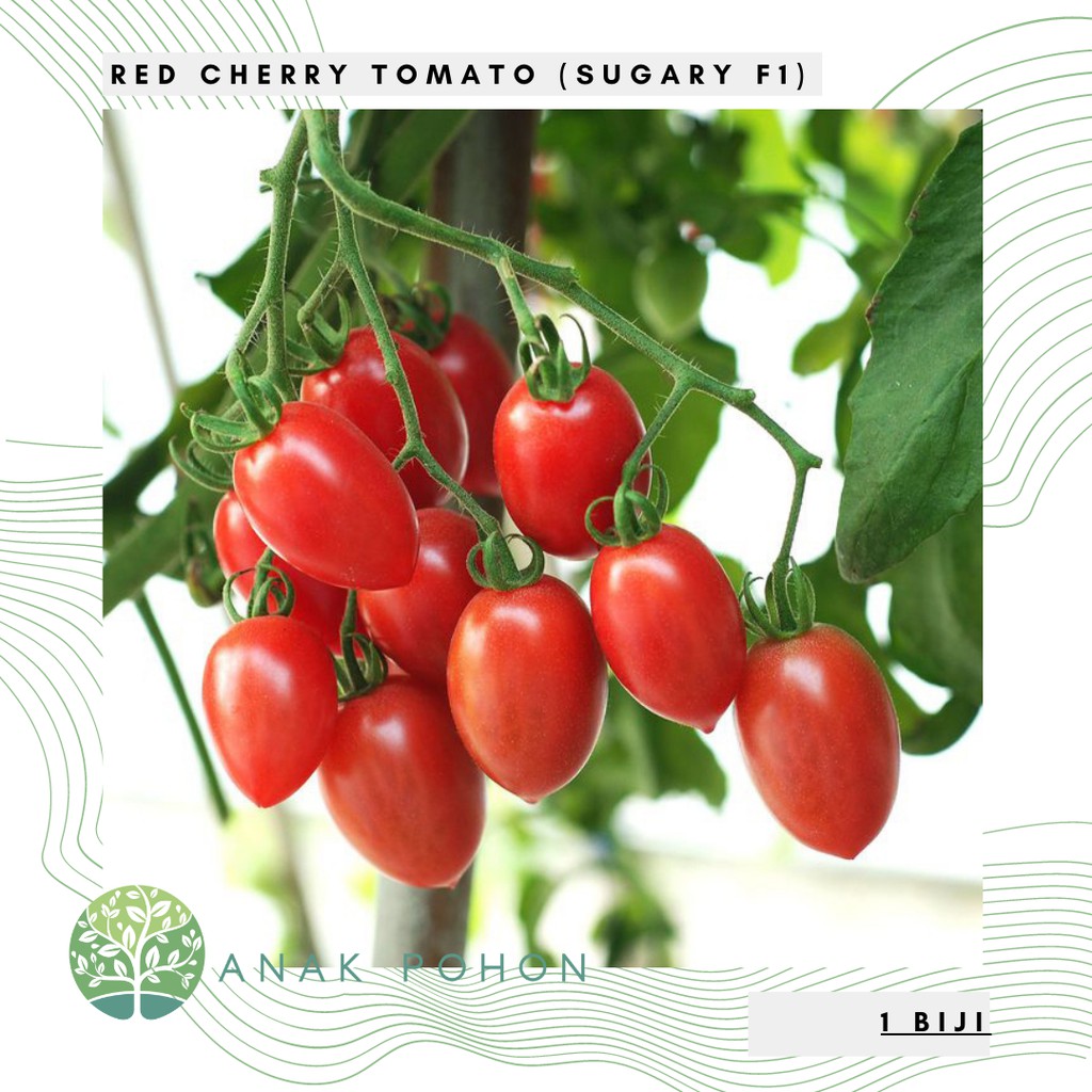 Benih Bibit Biji - Red Cherry Tomato Sugary F1 Tomat Ceri Merah Seeds - IMPORT