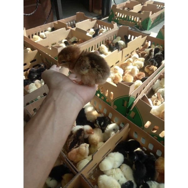 doc joper agro lestari