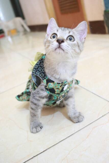 Dress batik hijau lucu untuk kucing dan anjing baju kucing murah terlaris size S-XL