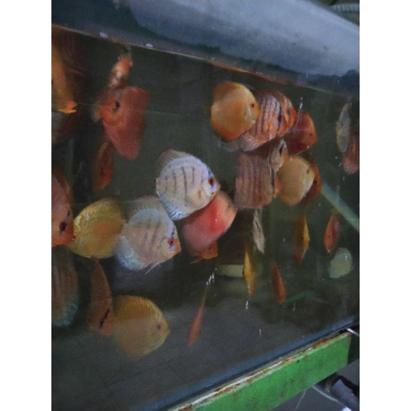 

ikan Discus 2-2,5", discus blue diamond, discus pigeon dll