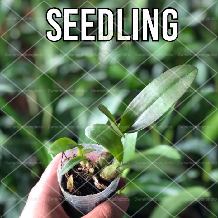 Jual Anggrek Dendrobium Bumi Menangis Seedling Shopee Indonesia