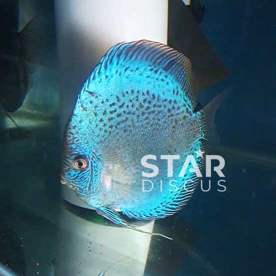 Discus Blue Scorpion Snake mulai ukuran 1 cm