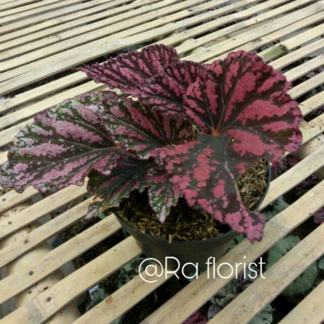 Begonia daun merah antik