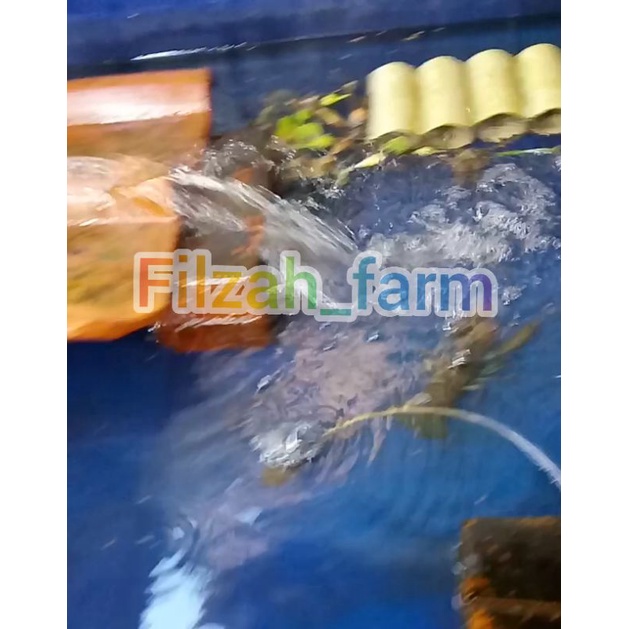 Indukan lobster air tawar (red claw) size 3-4 inch 1set/8ekor Karawang (GARANSI)