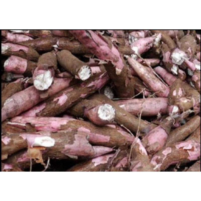 

Singkong apuy, singkong mentah ubi singkong kulit merah 1kg