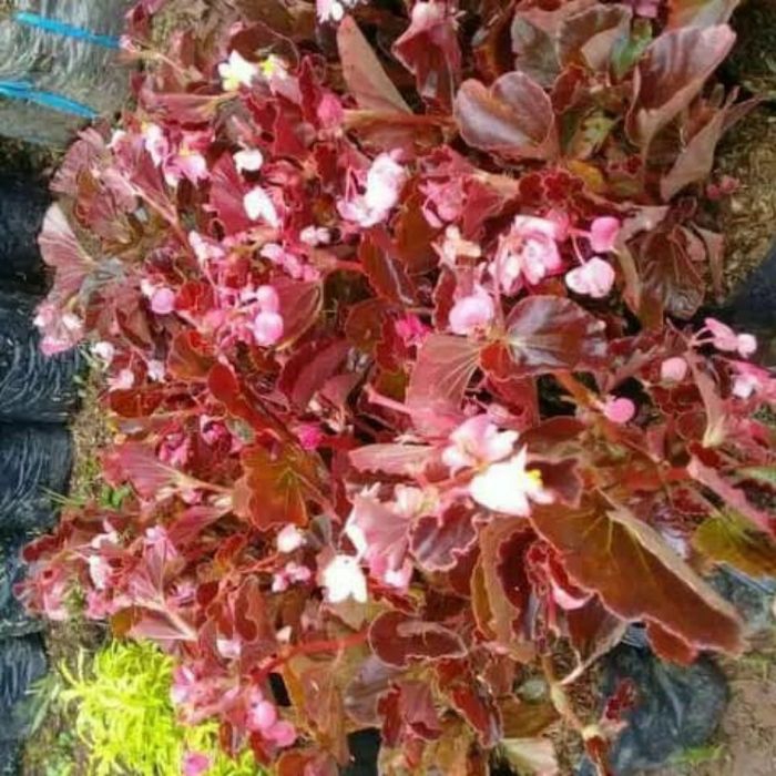 Tanakan hias begonia-pohon bunga begonia-bunga merah